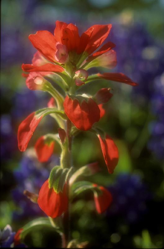 Texas Paintbrush